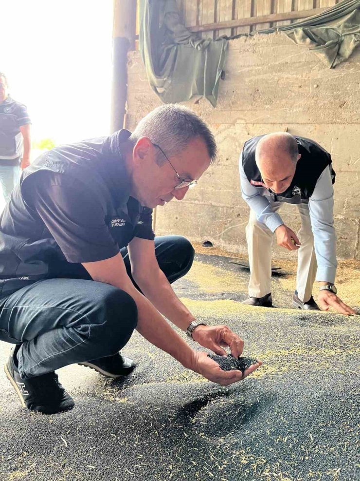 Bilecik’te kanola ve ayçiçeği alımları hız kazandı
