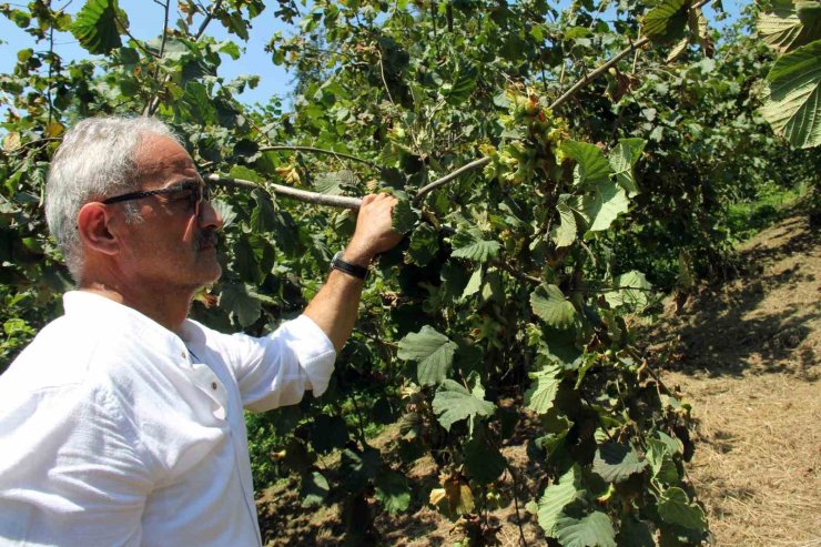 Fındıkta hasat öncesi fiyatlar geriledi, gözler alım fiyatında