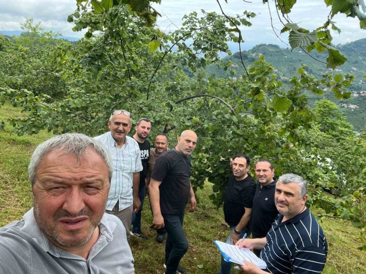 Trabzon’da Fındıkta rekolte tespiti çalışmaları başladı