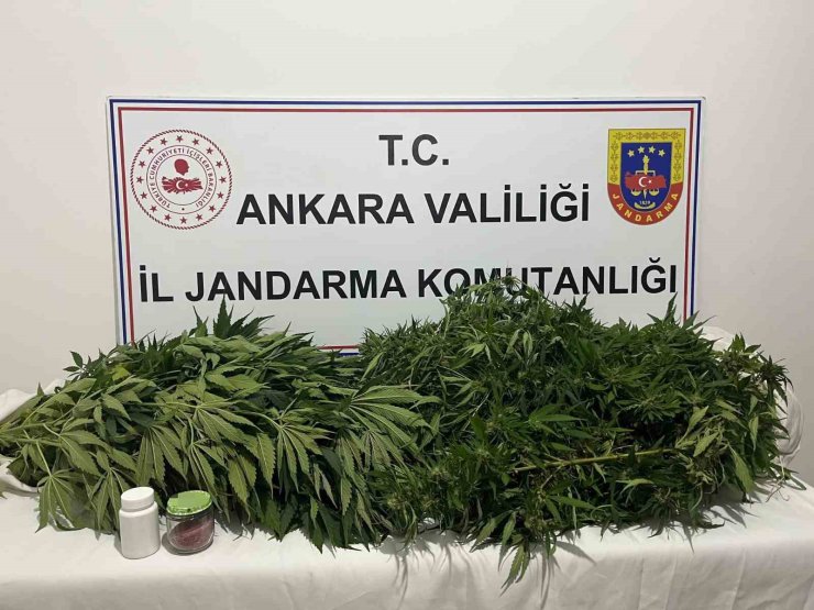 Ankara’daki narkotik operasyonunda 150 kök kenevir ele geçirildi
