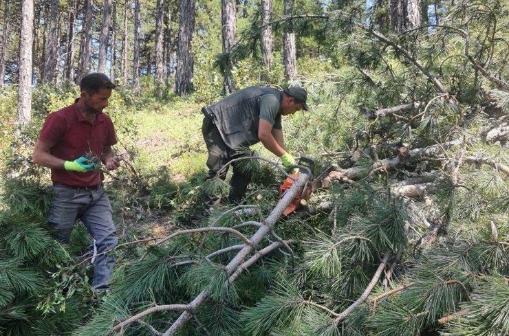 Kütahya’da karaçam ormanları için "Bol Tohum Yılı" müjdesi
