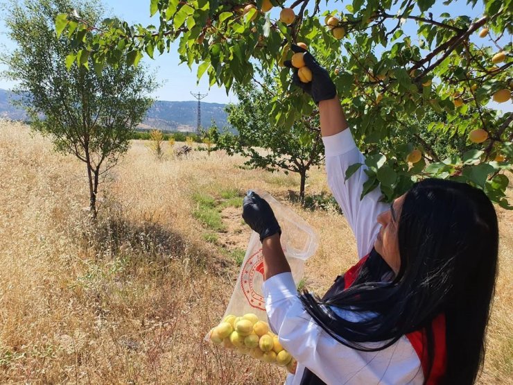 Elazığ’da bitkisel üretim alanlarında pestisit kalıntısı denetimleri