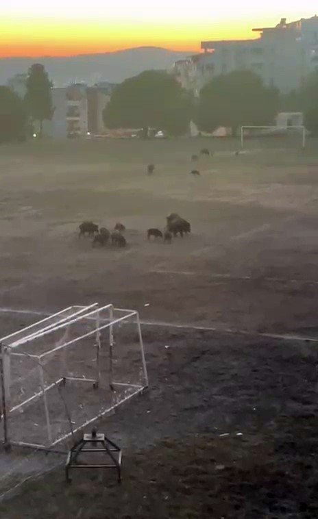 Milas’ta yaban domuzları futbol sahasını mesken tuttu