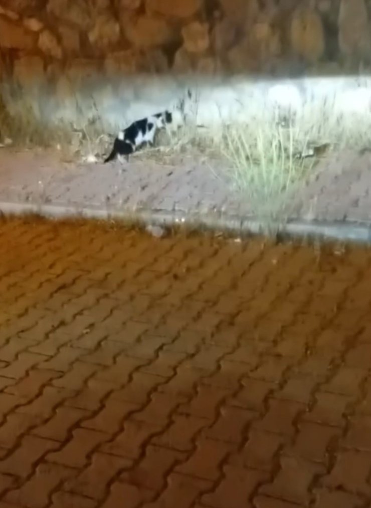 Elazığ’da kedi ile yılanın mücadelesi kamerada