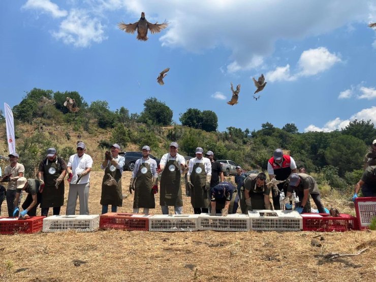 Havran’da keklikler doğal yaşam alanlarına bırakıldı