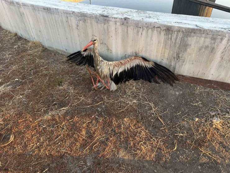 Kanala düşen leyleği itfaiye kurtardı