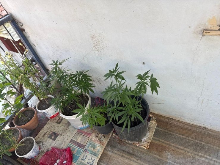 Çorum’da operasyon düzenlenen evden 21 kök kenevir çıktı: 1 gözaltı