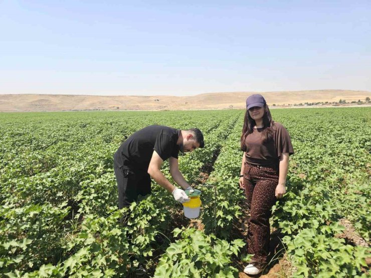 Cizre’de pamuk tarlalarına "Feromon Tuzaklı" koruma