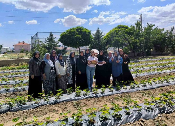 ADEM projesinde ilk çilek hasadı yapıldı
