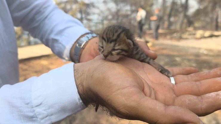 Alevlerden kurtulan kediye İHA ekibi kucak açtı