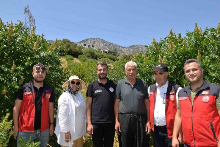 Kahramanmaraş’ta 22 bin sumak fidanı verime geçti