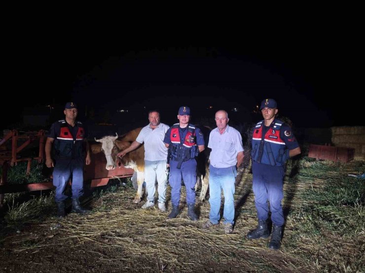 Kayıp büyükbaş hayvan jandarma tarafından bulundu