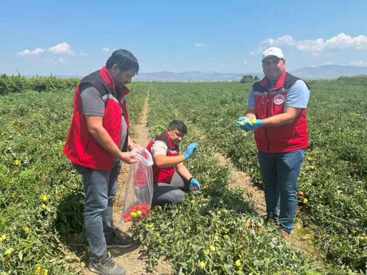 Organik domates üretimine kalıntı denetimi