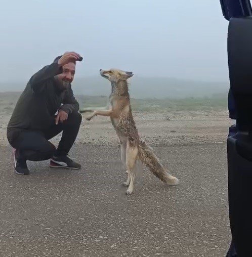 Bayburtlu aile yayla yolunda karşılaştıkları tilkiyi kekle besledi
