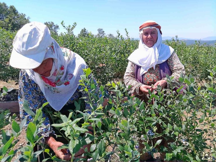 Kurak arazi devlet desteğiyle bereketli topraklara dönüştü