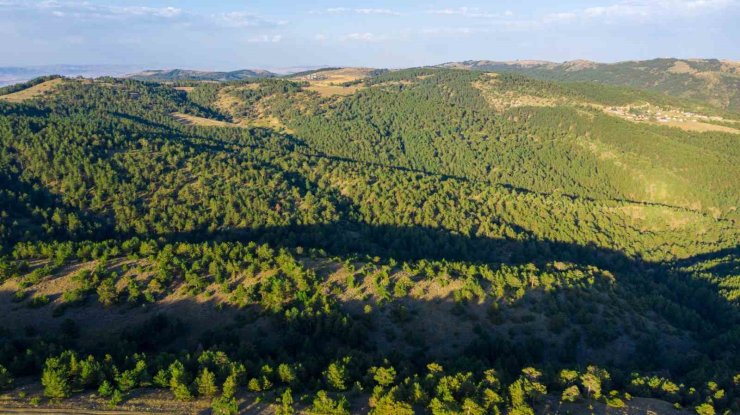 Sivas’ta ormanlık alanlara giriş yasaklandı