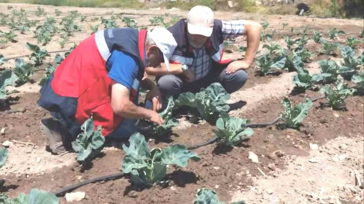 Kütahya’da karnabahar ve çörekotu üretimi denetlendi
