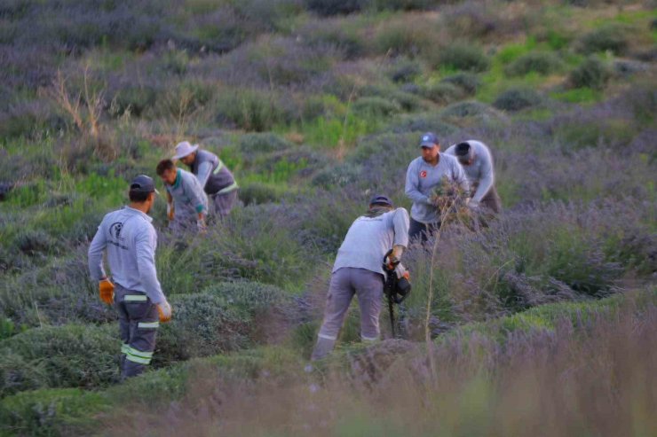 Merkezefendi’nin mor güzelliğinde hasat tamamlandı