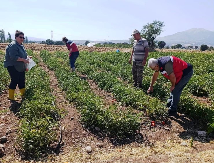 Gediz’de hasat öncesi domateslerde gıda güvenliği denetimi