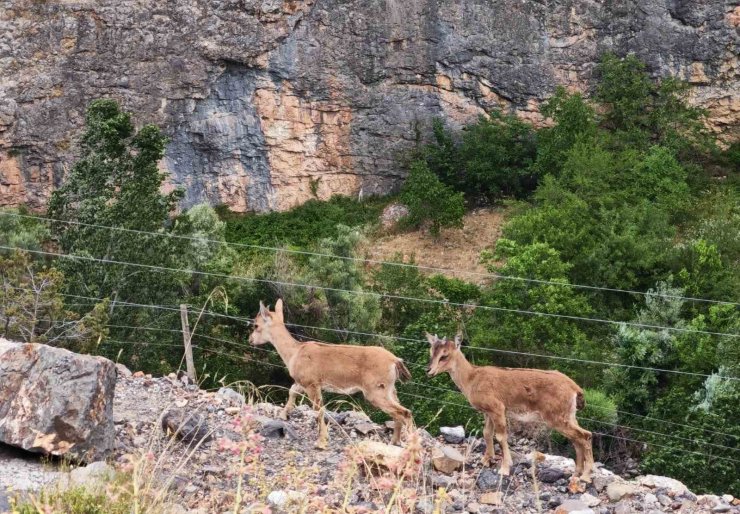 Yerinde duramayan yavru yaban keçilerinin kayalar üzerindeki oyunu kamerada