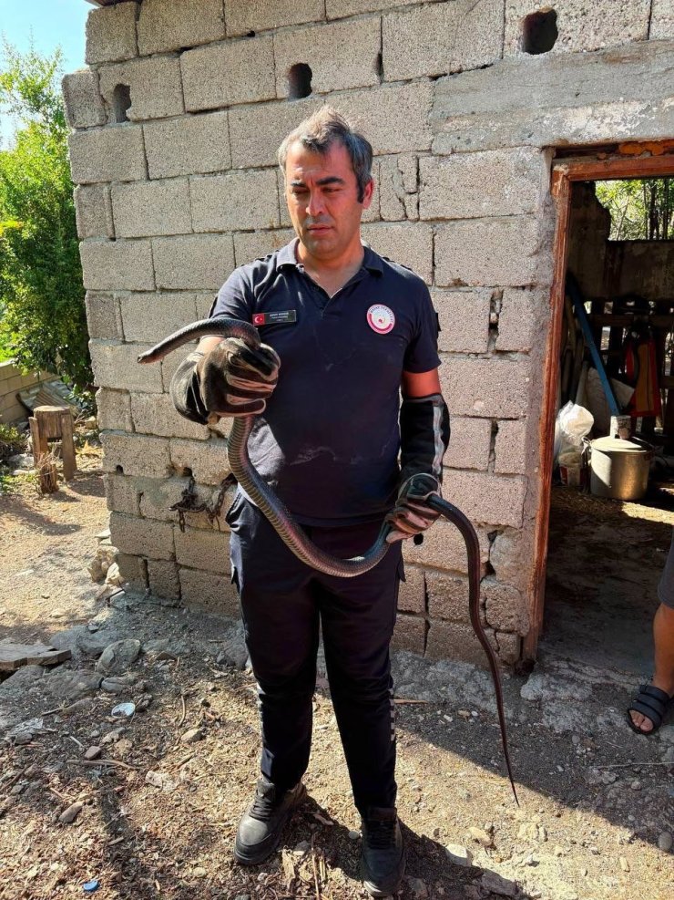 Hatay’da yerleşim alanlarına giren yılanlar yakalandı