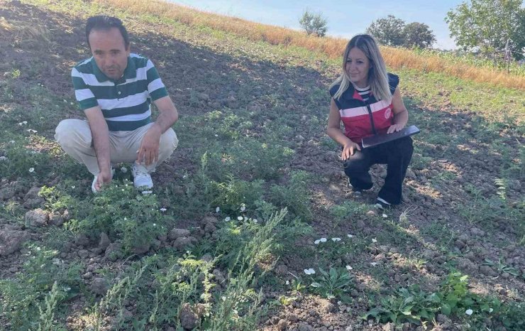 Simav’da TAKE Projesi kapsamındaki nohut üretimi yerinde incelendi