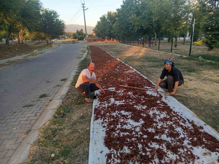 Sarıgöl’de sezonun ilk kuru üzümü çuvala girdi