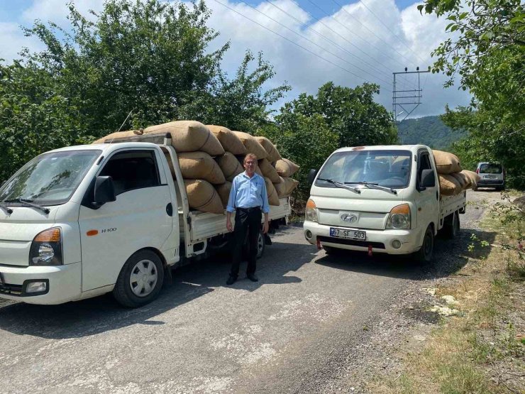 Fındık tüccarından üreticiye kritik uyarı: "Dalından toplamayın, yere dökülmesini bekleyin"