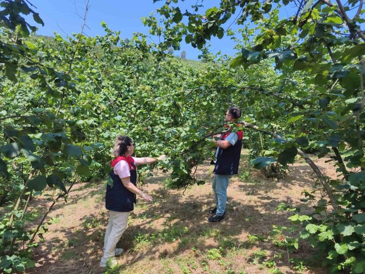 Düzce’de 2026 yılı fındık hasat tarihleri belirlendi