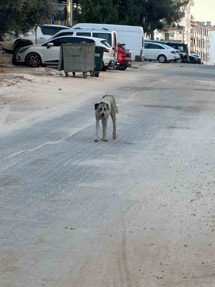 Halfeti’de sahipsiz köpeğin saldırdığı çocuk yaralandı