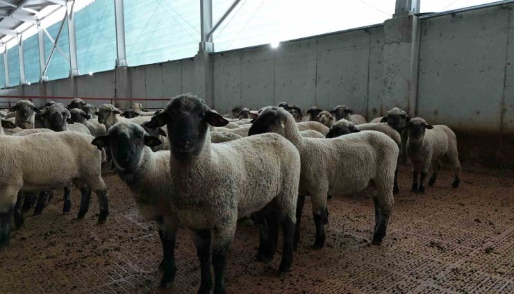 Kastamonu’da bilimsel çalışmalar meyvesini verdi: 55 koyun 100’ün üzerinde kuzu doğurdu