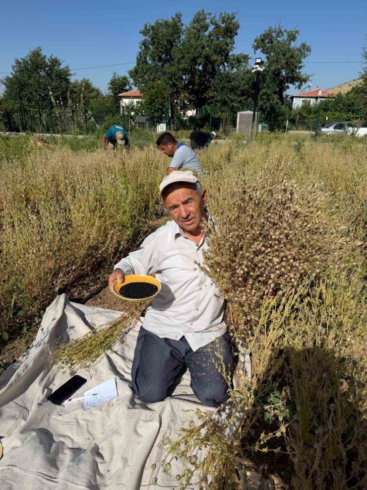 Develi’de çörek otu hasadına başlandı