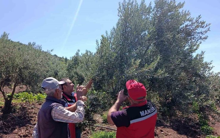 Akhisar’da zeytin üreticilerine hastalık ve zararlı uyarısı