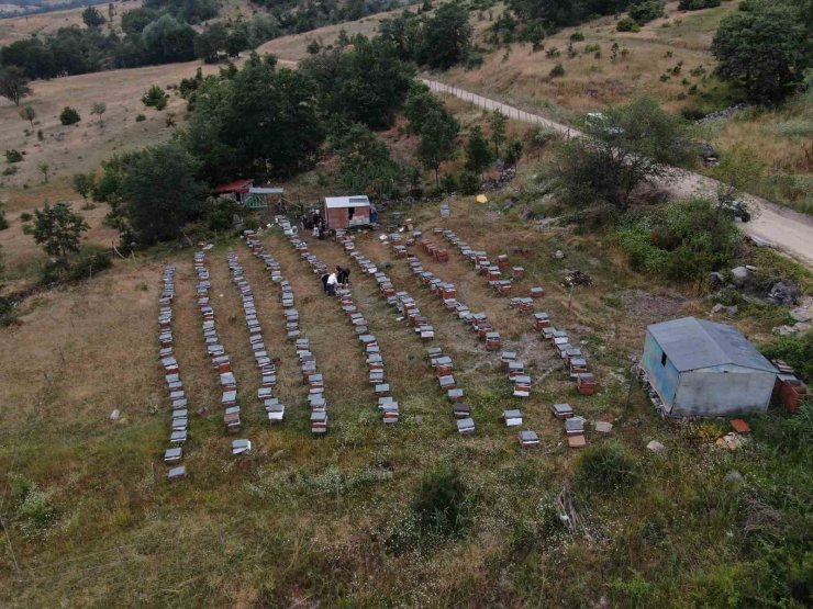 Arıcılıkta yapay zeka dönemi
