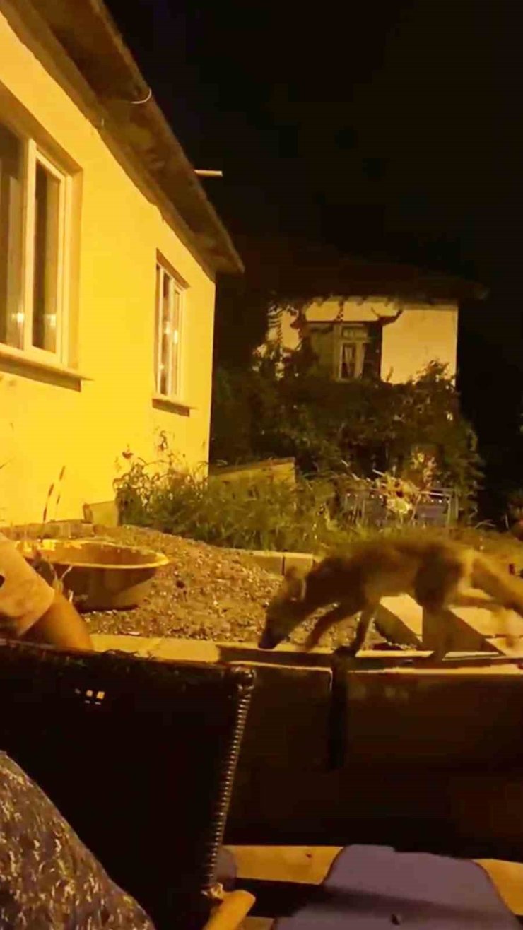 Evinin önüne gelen tilkiyi elleriyle besliyor