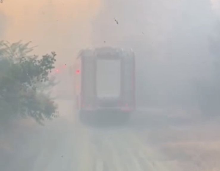 Tepebaşı’ndaki orman yangınında yanmak üzere olan kaplumbağa kurtarıldı