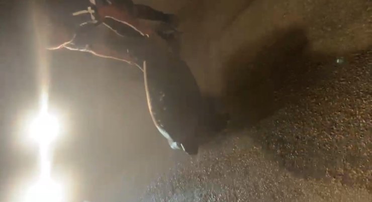 Yolunu şaşıran caretta carettayı kucağına alıp denize kavuşturdu