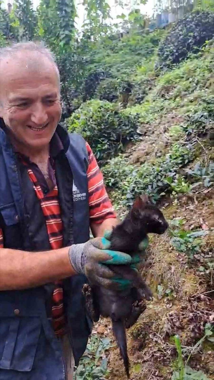Rize’de 4 gündür boru içinde sıkışan kediyi çay üreticileri kurtardı