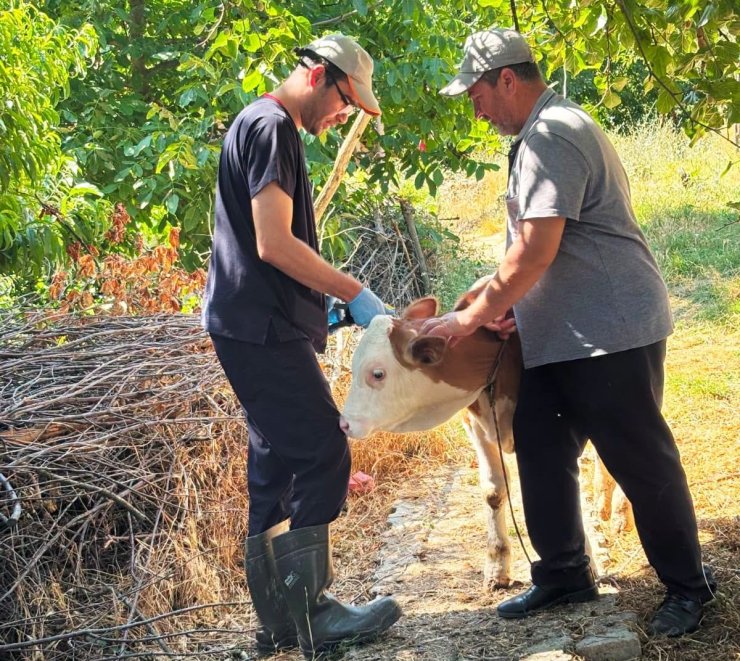 Şaphane’de büyükbaş hayvanlara kimliklendirme çalışması