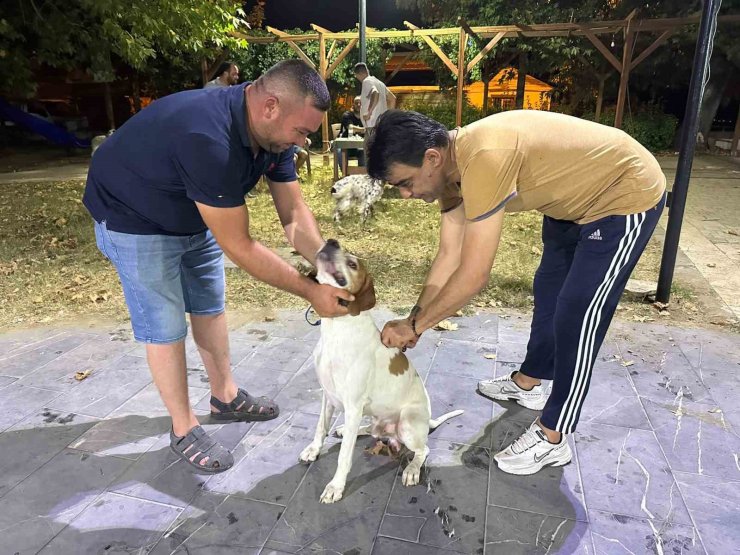 Sarıgöl’de av köpeklerine kuduz aşısı seferberliği
