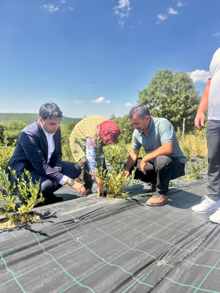 Bilecik’te yaban mersini hasadı yerinde incelendi