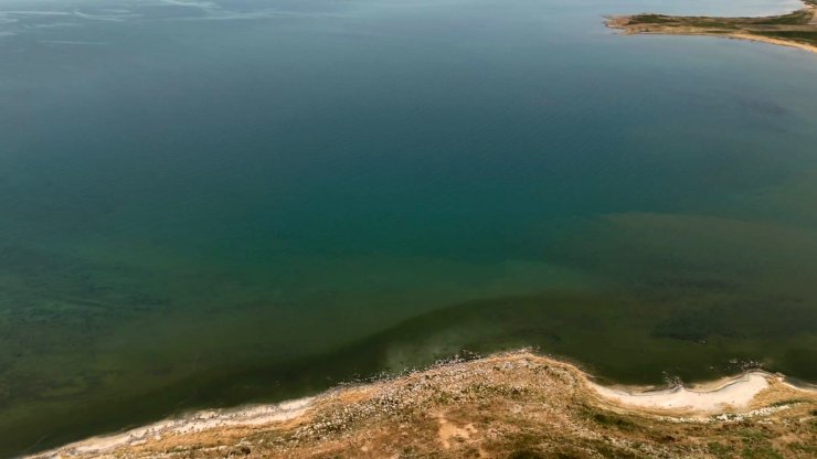 Adilcevaz’da Van Gölü sahili yeşile büründü