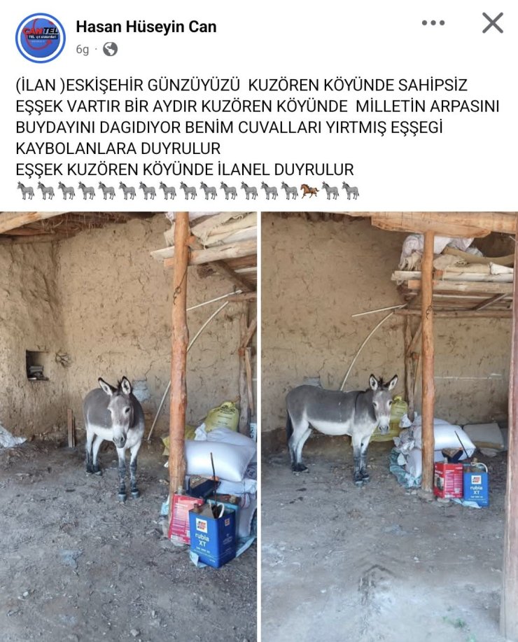 Kırsal mahalledeki başıboş eşek merak konusu