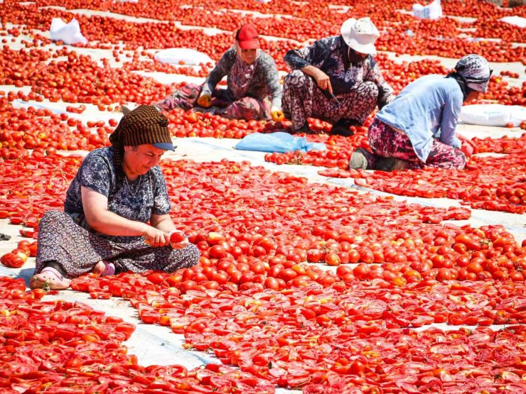 Torbalı’da "Kırmızı Altın" mesaisi