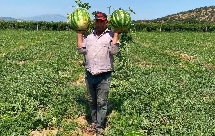 Tarlada para etmeyen karpuzu pazarda kendisi satıyor