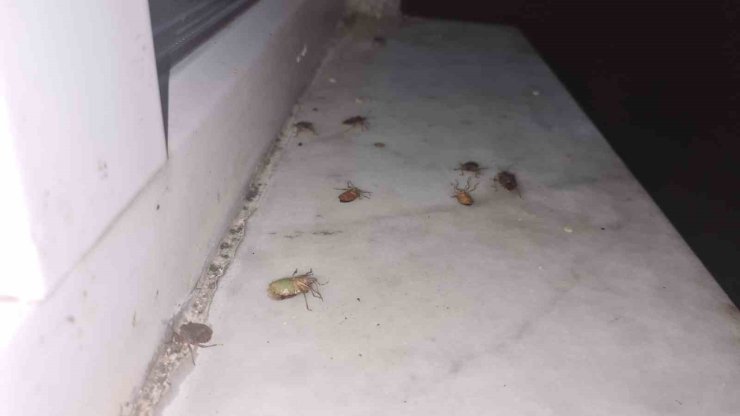 Çaycuma’da kahverengi kokarca alarmı