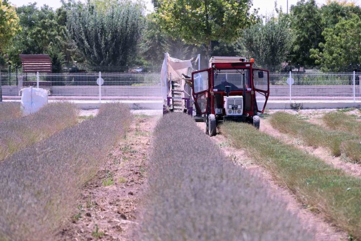 Karatay Lavanta Bahçesi’nde hasat başladı