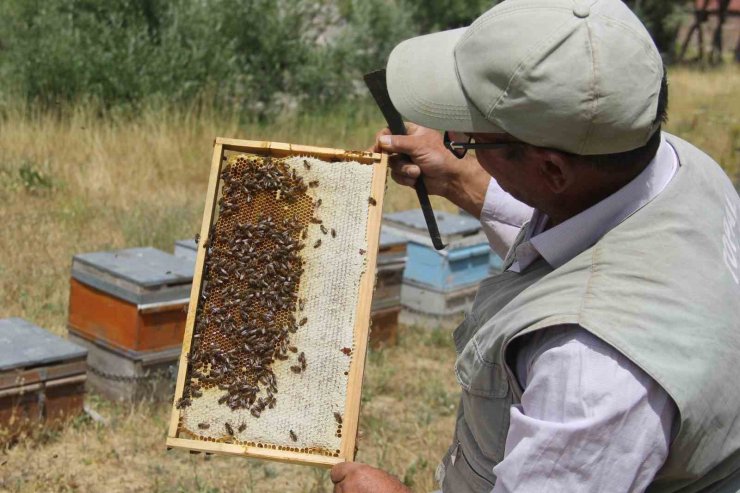 Tescilli Zara Balı sağımı başladı
