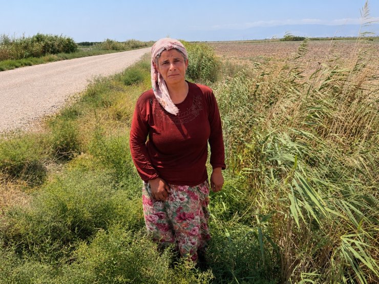 Süt satarak geçimini sağlayan kadının 2 buzağısı hastalanıp, ineği de su kanalına düşerek telef oldu