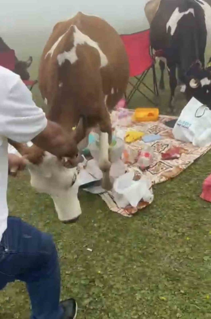 Rize’de piknik masasının davetsiz misafirleri ile piknikçiler arasında güldüren kovalamaca